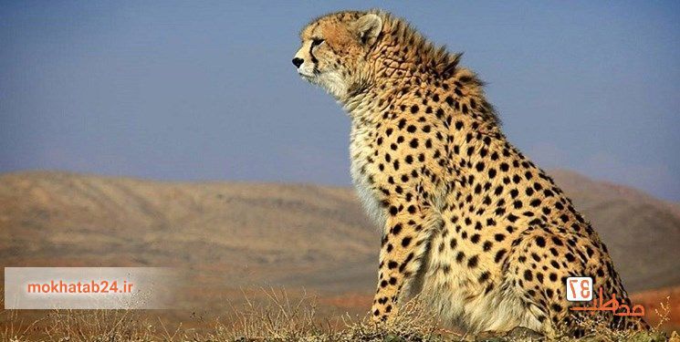 به نقل از فارس از شیراز، روابط عمومی محیط زیست فارس از مشاهده ۵ قلاده پلنگ در منطقه میان کتل کازرون خبر داد و اعلام کرد: فیلمهای این پلنگها به وسیله دوربینهای مداربسته و دوربین عکاسی گرفته شده است. بر این اساس، پیمان خوبکار، محیط بان استان فارس نیز موفق به گرفتن فیلم از این پلنگها شده است. منطقه میان کتل در منطقه کوهستانی با پوشش انبوه جنگلی واقع شده و آب و هوایی معتدل دارد. این منطقه در جنوب غربی منطقه حفاظت شده ارژن، در کنار جاده شیراز به کازرون واقع شده است. به نقل از فارس از شیراز، روابط عمومی محیط زیست فارس از مشاهده ۵ قلاده پلنگ در منطقه میان کتل کازرون خبر داد و اعلام کرد: فیلمهای این پلنگها به وسیله دوربینهای مداربسته و دوربین عکاسی گرفته شده است. بر این اساس، پیمان خوبکار، محیط بان استان فارس نیز موفق به گرفتن فیلم از این پلنگها شده است. منطقه میان کتل در منطقه کوهستانی با پوشش انبوه جنگلی واقع شده و آب و هوایی معتدل دارد. این منطقه در جنوب غربی منطقه حفاظت شده ارژن، در کنار جاده شیراز به کازرون واقع شده است.