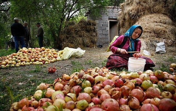 استقبال ۸۷ درصدی دیپلمهها از طرح اشتغال روستایی استقبال ۸۷ درصدی دیپلمهها از طرح اشتغال روستایی