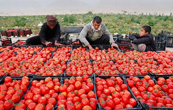 چرا قیمت گوجهفرنگی به دلار رسید چرا قیمت گوجهفرنگی به دلار رسید