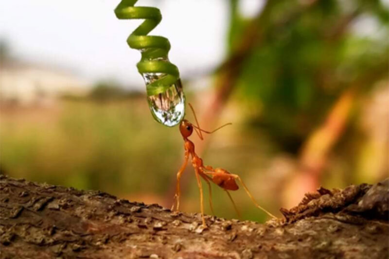 لحظه حیرتانگیز آب خوردن مورچه از روی برگ