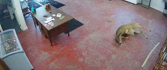 ورود وحشتناک یک گوزن به داخل قصابی! ورود وحشتناک یک گوزن به داخل قصابی!
