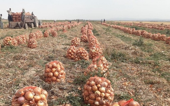 پیاز باز هم رکوردار گرانی شد؛ افزایش ۱۵ درصدی قیمت گوشت گوسفندی در دیماه پیاز باز هم رکوردار گرانی شد؛ افزایش ۱۵ درصدی قیمت گوشت گوسفندی در دیماه
