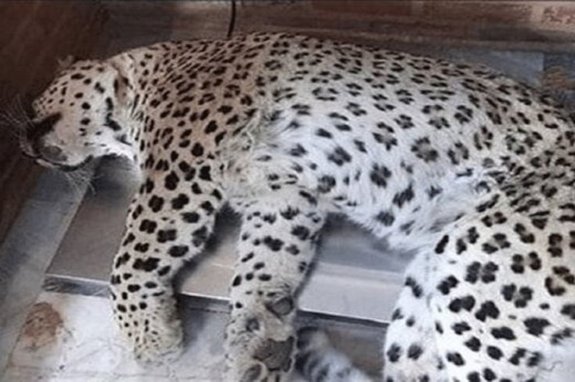 اتفاق تلخ و دردناک برای پلنگ دنا اتفاق تلخ و دردناک برای پلنگ دنا