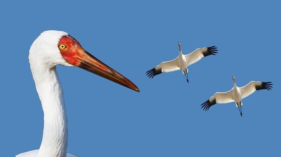 پرنده تکهمسری که به ایران میآید امید درنای سیبری