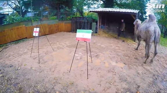 پیش بینی بازی ایران و انگلیس توسط یک شتر! + عکس پیش بینی بازی ایران و انگلیس توسط یک شتر! + عکس