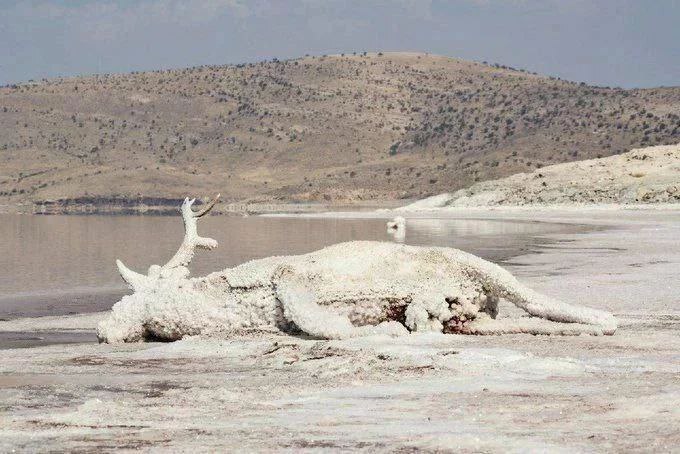 انتشار تلخ ترین عکس از دریاچه ارومیه انتشار تلخ ترین عکس از دریاچه ارومیه