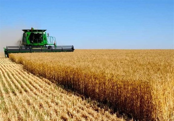 خرید تضمینی گندم از فردا آغاز میشود خرید تضمینی گندم از فردا آغاز میشود