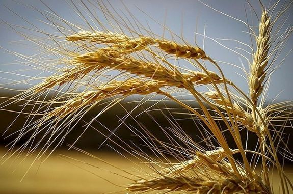 تخلفات آشکار قانونی در فرآیند قیمتگذاری گندم تخلفات آشکار قانونی در فرآیند قیمتگذاری گندم