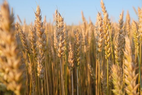 تعیین قیمت گندم به چهارشنبه موکول شد تعیین قیمت گندم به چهارشنبه موکول شد