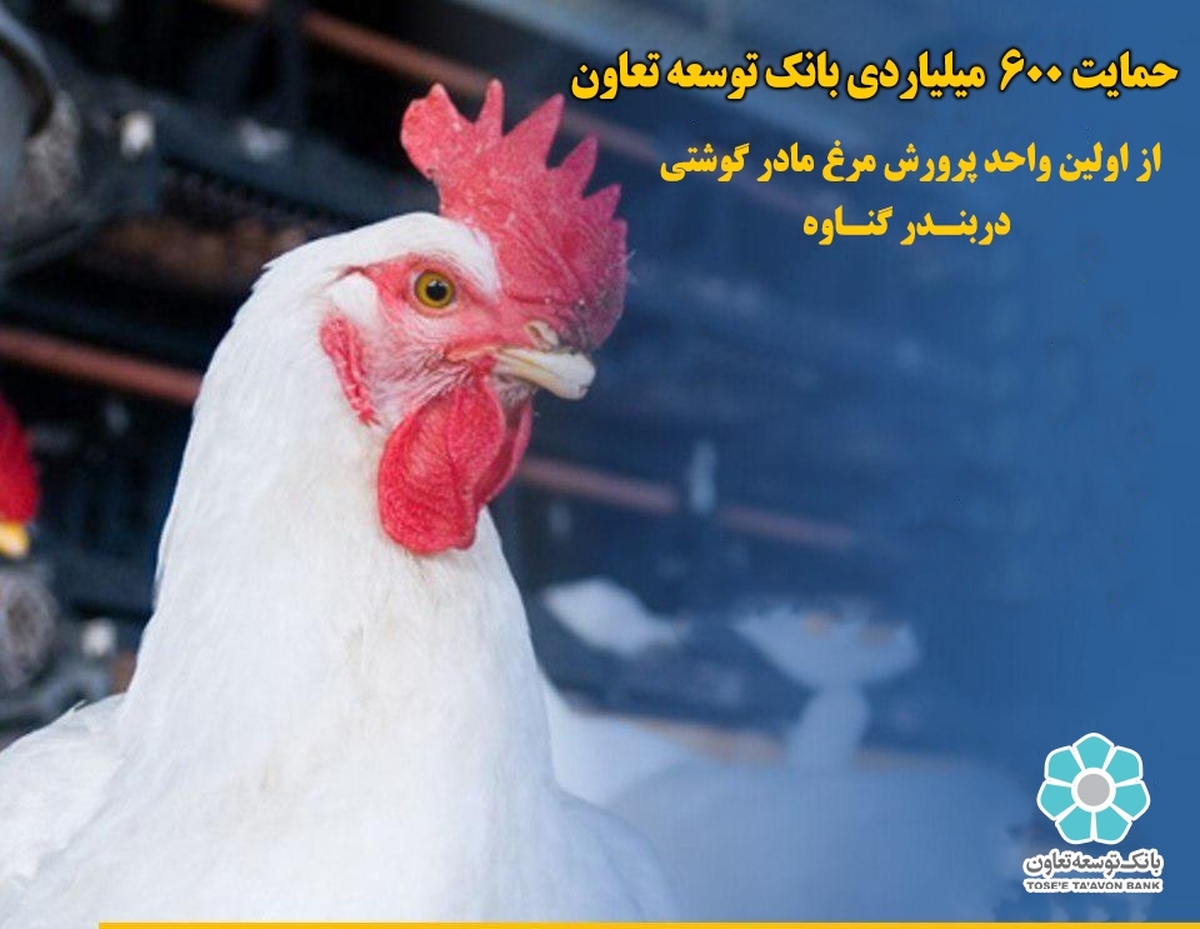 حمایت ۶۰۰ میلیاردی بانک توسعه تعاون از اولین واحد پرورش مرغ مادر گوشتی دربندر گناوه