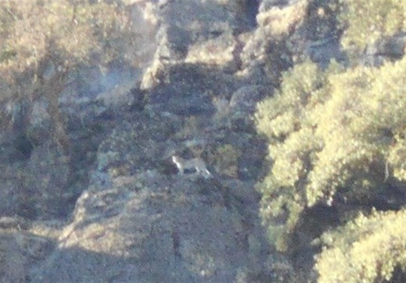 سومین مشاهده گونه ارزشمند و نادر پلنگ ایرانی در لرستان سومین مشاهده گونه ارزشمند و نادر پلنگ ایرانی در لرستان