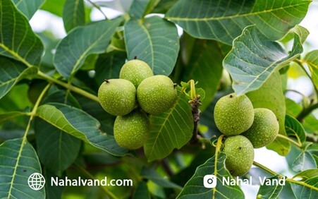 نهال گردو سردسیری