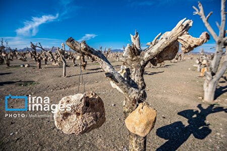 باغ سنگی؛ میوه‌هایی از جنس سنگ