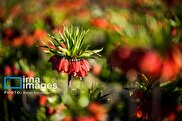 دشت لاله‌های واژگون کاکان