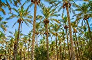 خرما دومین کالای صادراتی استاندارد بوشهر