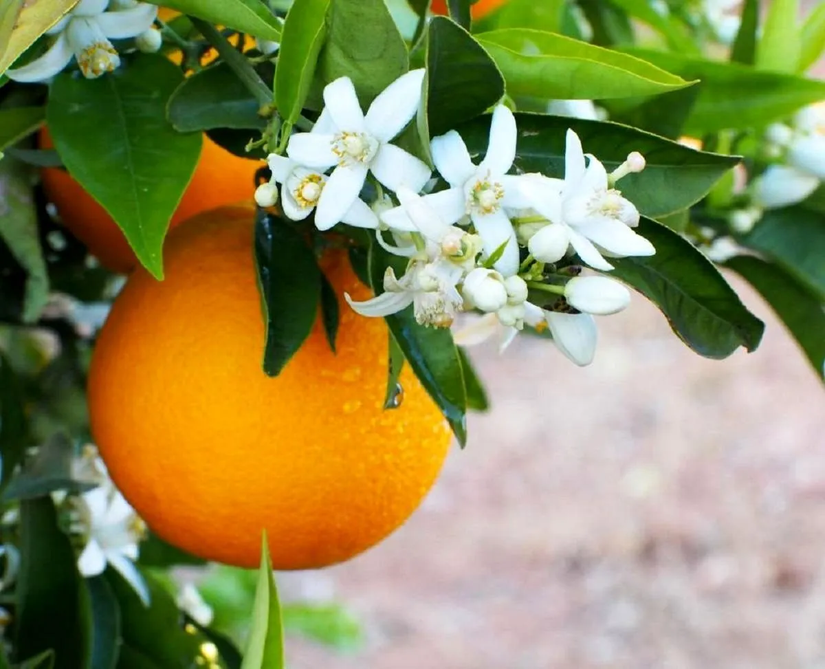 نوشیدنی برای درمان افسردگی