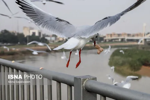 لحظه نجات از پل معلق سنندج + فیلم