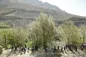 ​حضور ۸ هزار گردشگر در جشنواره «گیلاس کن»