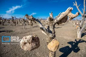 باغ سنگی؛ میوه‌هایی از جنس سنگ