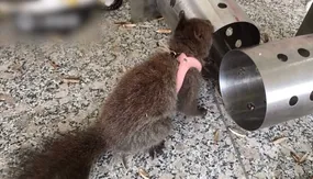 کشف مواد مخدر با سنجاب‌!