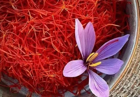 آغاز هفتمین رویداد گردشگری زعفران در بهاباد