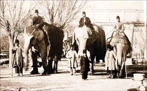 تصاویری از جبیر زیباترین آهوی بومی ایران