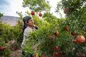 به مهمانی یاقوت سرخ ساوه