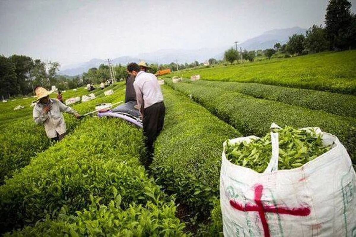 وام میلیونی دولت به چای‌کاران شمال کشور