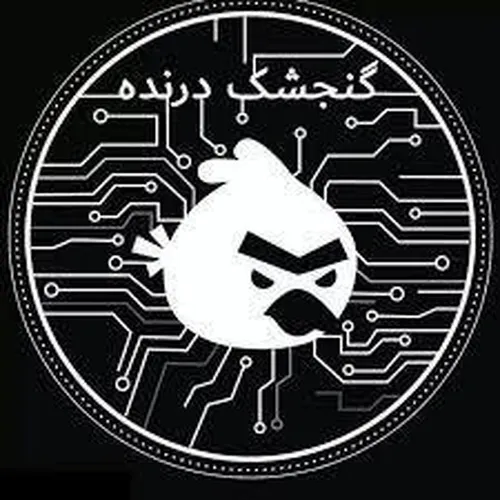 همه چیز درباره گنجشک درنده