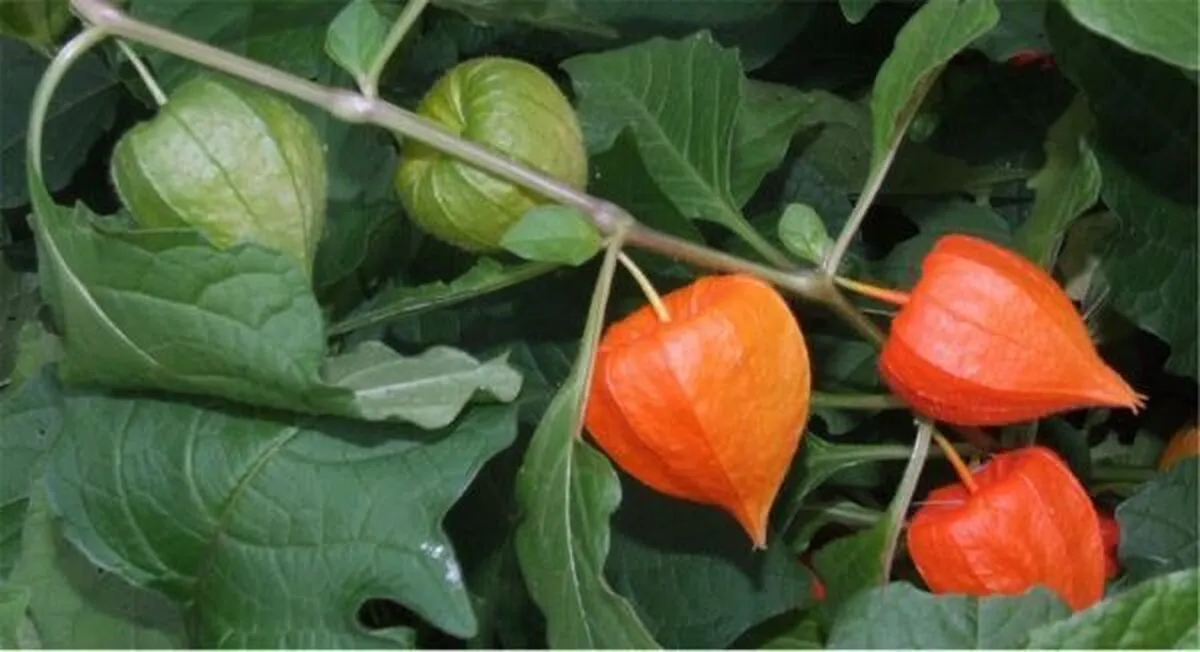 معجزه مصرف روزانه تنها ۵ برگ تولسی