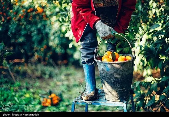 تصاویر زیبا از برداشت نارنگی در گلستان