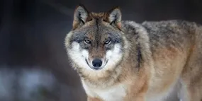 حمله گرگ گرسنه به خانم معلم خلخالی + فیلم