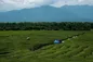 برداشت چای ۲ برابر شد