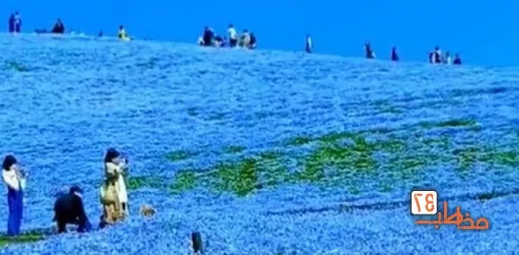 ویدئویی حیرت انگیز از یک دره گل شگفت انگیز در ژاپن!