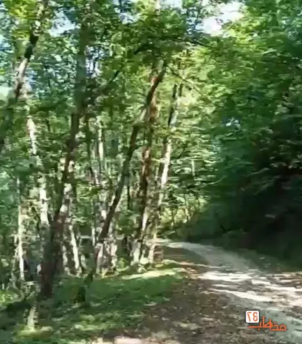 روستای جنگلی اربکله رامسر، عکاسی گردشگری