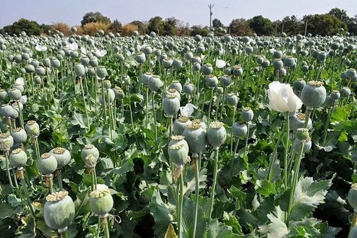 کشت خشخاش در ایران به کجا رسید؟