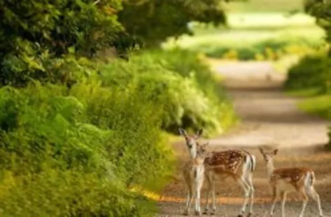 سرشماری ۹۵۰ راس آهو در جزیره کیش