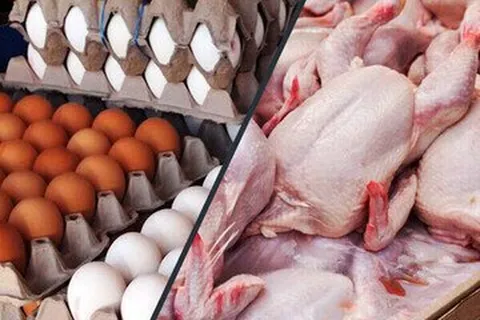 هر کیلو مرغ و یک شانه تخم مرغ چند شد؟