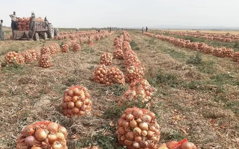 پیاز باز هم رکوردار گرانی شد؛ افزایش ۱۵ درصدی قیمت گوشت گوسفندی در دیماه
