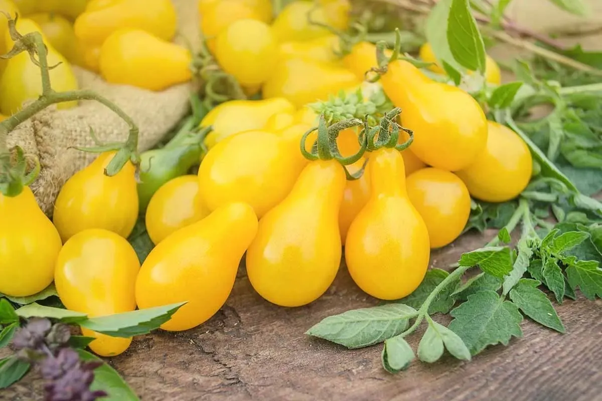 چگونه گوجه لامپی در خانه پرورش دهیم؟