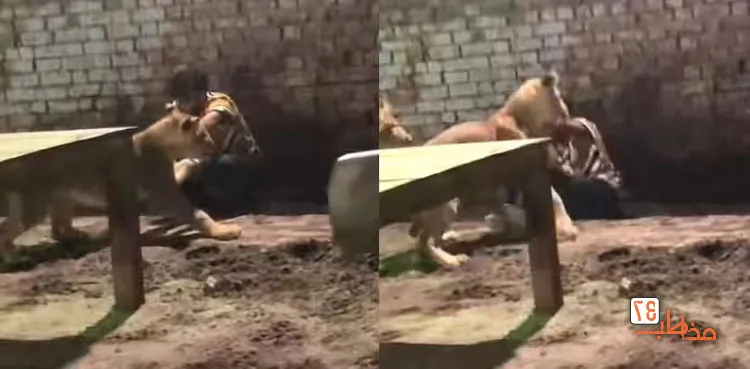 لحظه ترسناک حمله شیرها به صاحبشان+ فیلم