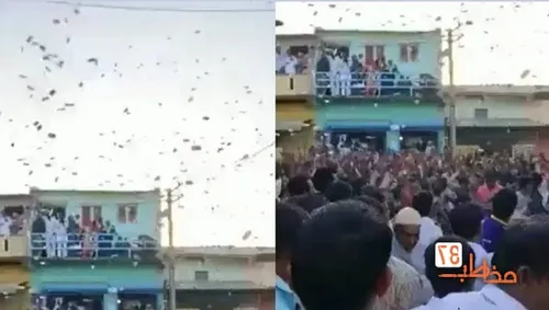 عکس العمل حیرت انگیز شیرها پس از دیدن مادر انسانی شان! + فیلم