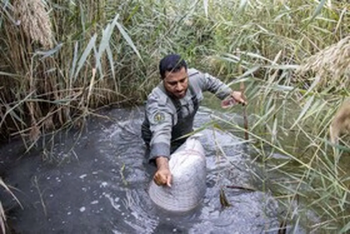 همراه با نگهبانان تالاب
