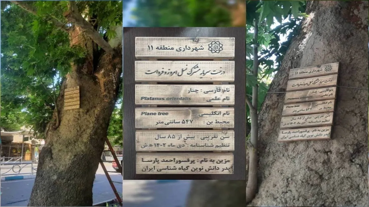 نام‌گذاری کهن‌سال‌ترین درخت چنار منطقه ۱۱ به نام مفاخر ایران