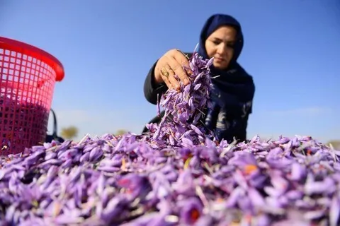 زنان روستایی و عشایر معماران کسب و کار‌های محلی