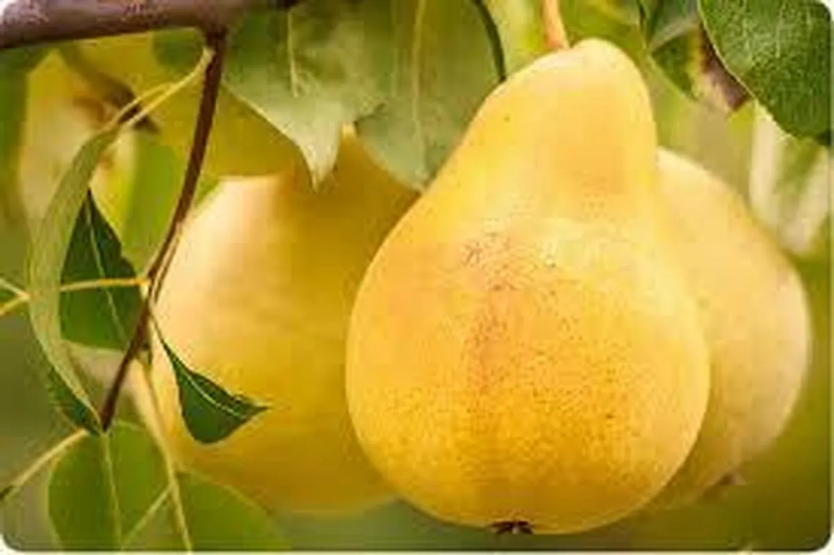 گلودرد را با گلابی درمان کنید