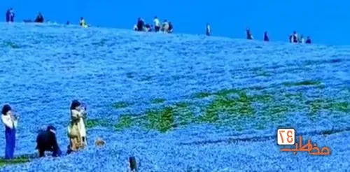 قدم زدن در استخر شیشه‌ای پشت بام یک آسمان خراش+ فیلم
