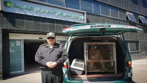 توله شیر امیر علی اکبری به سازمان حفاظت محیط&zwnj;زیست تحویل داده شد