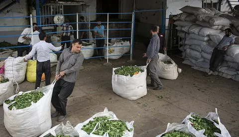 چای به سرنوشت برنج دچار شد؛ واردات در قبال خرید تولید داخل