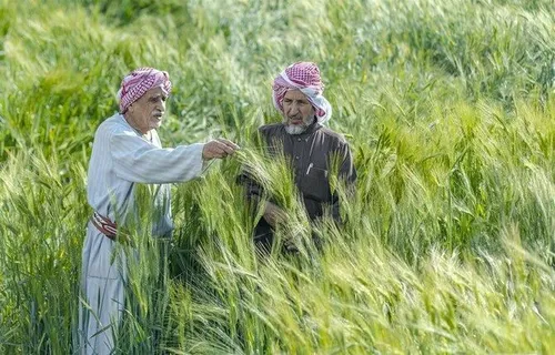 پرورش رز هلندی